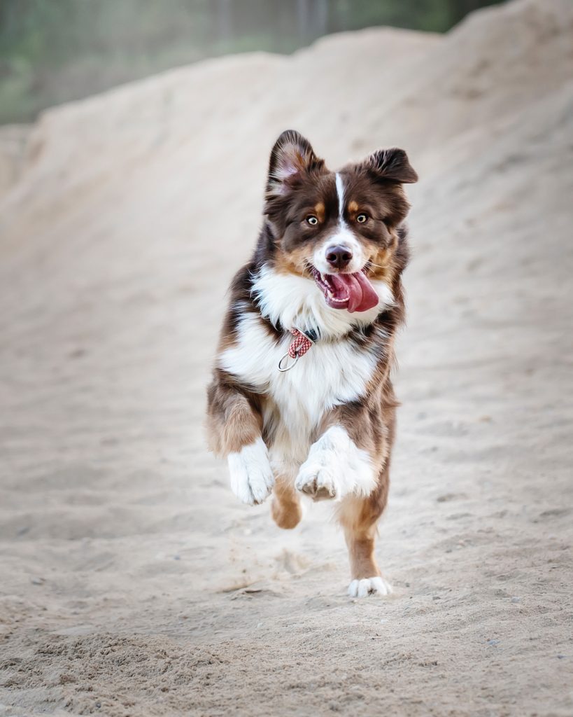 Fartlek Training - Dog Running